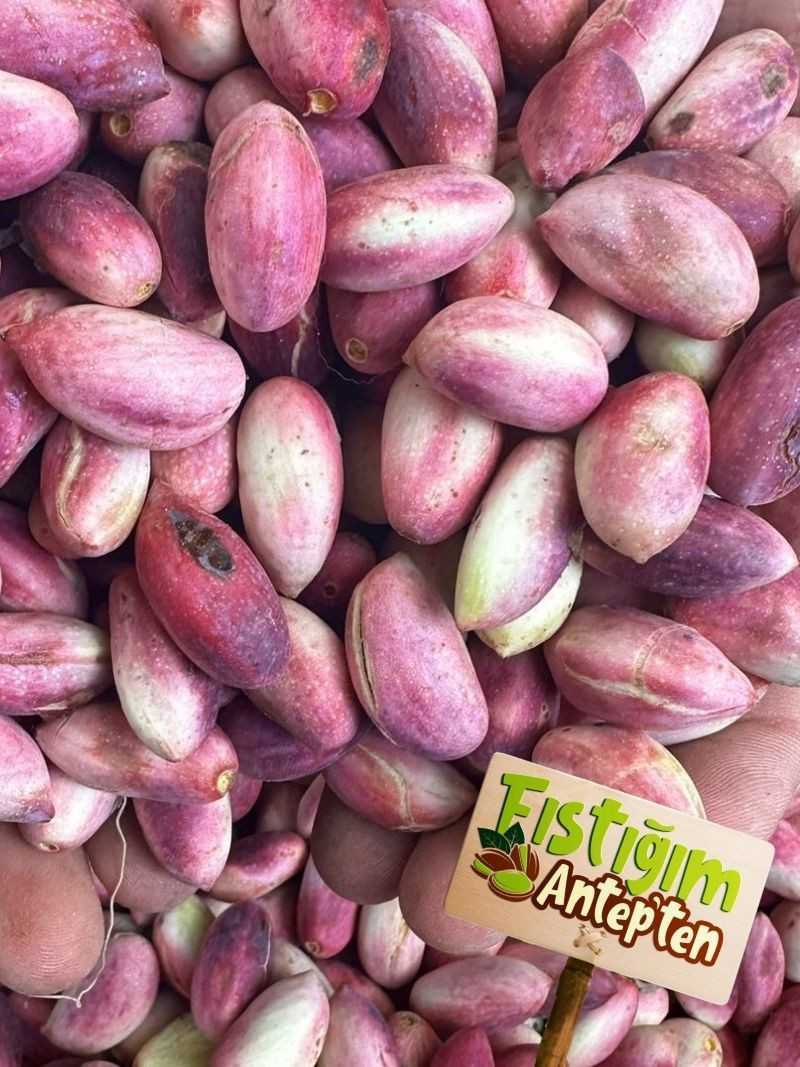 Yaş (Taze) Antep Fıstığı 5Kg